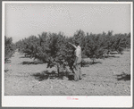 FSA (Farm Security Administration) helped this farmer in Cache County, Utah, establish his orchard