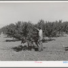 FSA (Farm Security Administration) helped this farmer in Cache County, Utah, establish his orchard