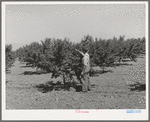 FSA (Farm Security Administration) helped this farmer in Cache County, Utah, establish his orchard