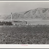 Field of sugar beets and sugar beet processing plant. Garland, Utah