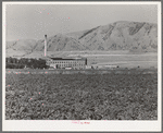 Field of sugar beets and sugar beet processing plant. Garland, Utah