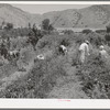 Young people from Logan picking berries for farmer in Cache County, Utah. There is no migrant labor used or needed in this section