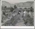 Young people from Logan picking berries for farmer in Cache County, Utah. There is no migrant labor used or needed in this section