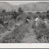 Young people from Logan picking berries for farmer in Cache County, Utah. There is no migrant labor used or needed in this section