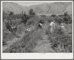 Young people from Logan picking berries for farmer in Cache County, Utah. There is no migrant labor used or needed in this section