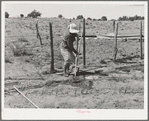 Mrs. Hutton irrigating her garden. Pie Town, New Mexico