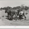 Mr. Leatherman hitching up his burros. Pie Town, New Mexico