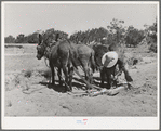 Mr. Leatherman hitching up his burros. Pie Town, New Mexico