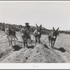 Mr. Leatherman, homesteader from Texas, building terraces with his burro. Pie Town, New Mexico