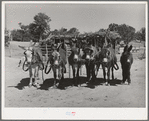 Burros and colt which are used for farm work on the homestead farm of Mr. Leatherman. Pie Town, New Mexico