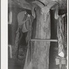 Coat and hat rack in homesteader's dugout. Pie Town, New Mexico