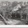 Road leading throught the woods. Pie Town, New Mexico