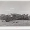 Cottonwood grove. Quemado, New Mexico