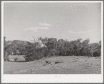 Cottonwood grove. Quemado, New Mexico