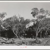 Cottonwood. Quemado, New Mexico