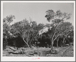 Cottonwood. Quemado, New Mexico