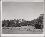 Cottonwood grove. Quemado, New Mexico