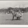 Clown rider with his trick mule at rodeo. Quemado, New Mexico