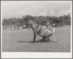 Clown rider with his trick mule at rodeo. Quemado, New Mexico