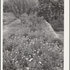 Flower garden. Dixon, New Mexico