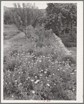 Flower garden. Dixon, New Mexico