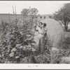 Spanish-American woman and baby in flower garden. Chamisal, New Mexico