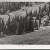 Mountain side with sheepherders camp. San Juan County, Colorado