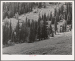 Mountain side with sheepherders camp. San Juan County, Colorado