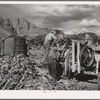 Extracting juice from cane on farm in Ivins, Washington County, Utah