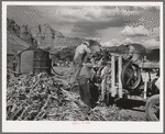 Extracting juice from cane on farm in Ivins, Washington County, Utah