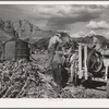Extracting juice from cane on farm in Ivins, Washington County, Utah