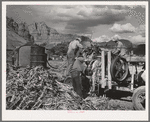 Extracting juice from cane on farm in Ivins, Washington County, Utah