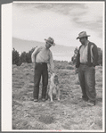 Sheepherders of the Candelaria brothers. Concho, Arizona