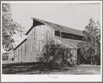 Barn on farm of Elof Hansen, small farmer and FSA  client in Yuba County, California. He owns forty-seven acres but has federal land bank loan of twenty-two hundred dollars on his land (as of March 13, 1939). (see notes for full title)