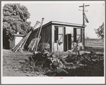 Chicken house and fruit ladders on farm of Paul Erickson. Yuba County, California