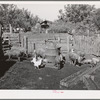 Pigs belonging to Perry Warner, small farmer in Tehama County, California