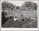 Pigs belonging to Perry Warner, small farmer in Tehama County, California