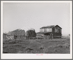 Haystack and barn of Jo Webster, farmer in El Camino district, Tehema County, California. He owns 25 acres but owes money on irrigation bonds. He rents an additional 15 acres. He has about 20 dairy cows, poultry and raises his own alfalfa
