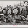 Barrels of fuel for tractor on farm of Perry Warner, small farmer in Tehama County, California