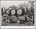 Barrels of fuel for tractor on farm of Perry Warner, small farmer in Tehama County, California