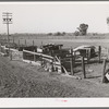 Hog pens of Elof Hansen, small farmer in Yuba County, California