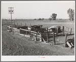 Hog pens of Elof Hansen, small farmer in Yuba County, California