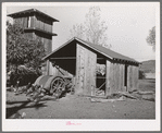 Tractor shed, turkeys and pump tower on farm of John Frost. Tehama County, California
