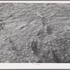 Salmon coming up Mill Creek. Tehama County, California