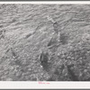 Salmon coming up Mill Creek. Tehama County, California