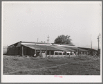 Chicken houses of Jo Webster, farmer in Tehama County, California