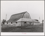 Barn of Carl Rubel, owner of successful 150 acre dairy farm in Yuba County, California