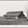 Turkeys and barn of John Frost, farmer in Tehama County, California