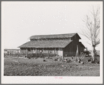 Turkeys and barn of John Frost, farmer in Tehama County, California