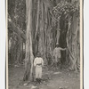 One of the huge Banyan trees in the Parade Gardens, Kingston, Jamaica